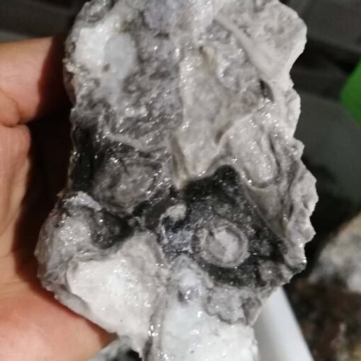 能量水晶正品~天然贝壳石原石 原矿物晶体 大块原石雕刻料：圖片 3