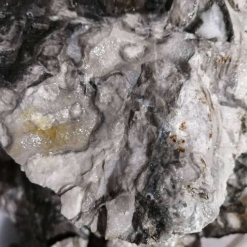 能量水晶正品~天然贝壳石原石 原矿物晶体 大块原石雕刻料