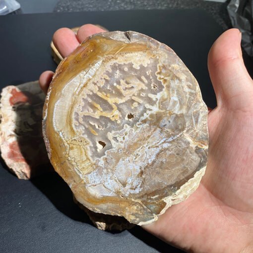 能量晶石收藏~天然木化石原石切片木化玉摆件造景石观赏家居摆饰水晶能量疗愈石：圖片 4