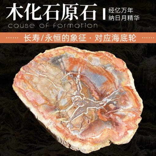 能量晶石收藏~天然木化石原石切片木化玉摆件造景石观赏家居摆饰水晶能量疗愈石